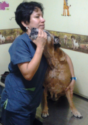 Imagen de referencia de veterinaria