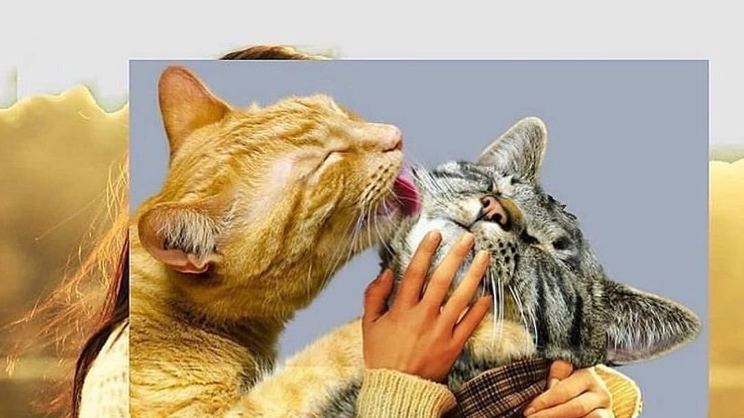 Imagen de referencia de Intereses