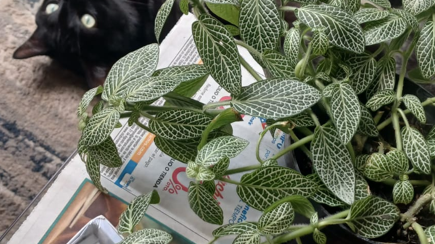 Imagen de referencia de lavvv