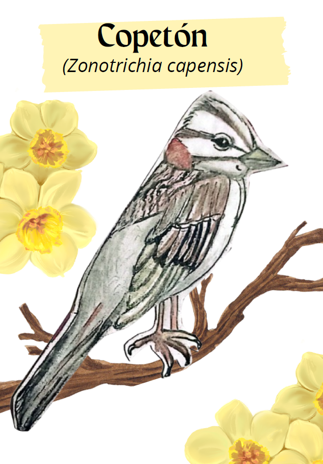 Ilustración de un Copetón (Zonotrichia capensis) en el libro Guía artistica de fauna y flora del Aguanoso. El pájaro está posando en una rama, con plumaje amarillo y marrón, en un entorno natural.