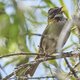 Fotografía de un Copetón por Alejandro Correa Giraldo, tomada de Wikimedia Commons. Muestra un pájaro posado en una rama con el pico abierto, como si estuviera cantando o llamando a otros.