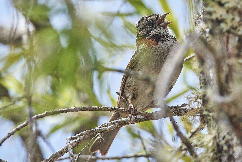 Fotografía de un Copetón por Alejandro Correa Giraldo, tomada de Wikimedia Commons. Muestra un pájaro posado en una rama con el pico abierto, como si estuviera cantando o llamando a otros.