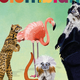 Portada del libro "animales colombianos". Muestra una ilustración de cuatro animales y un ave sobre un fondo verde suave. De izquierda a derecha: un ocelote, un flamenco, un mono y un oso de anteojos.