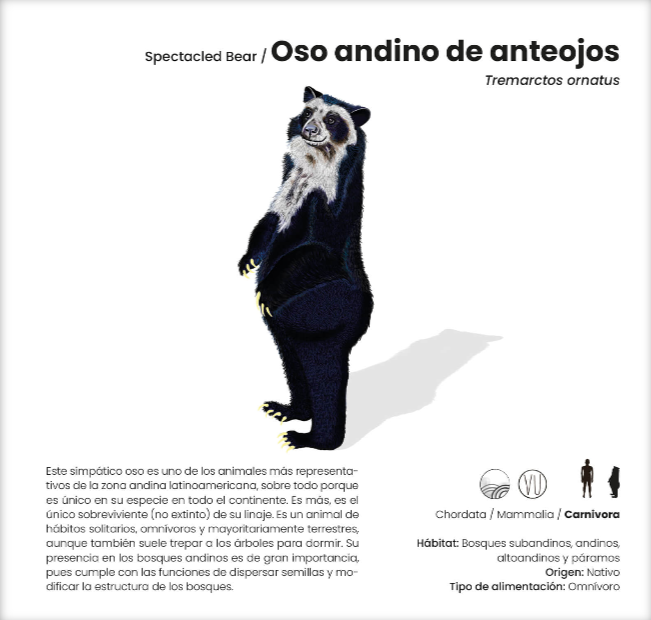 Ilustracion del oso andino de anteojos (tremarctos ornatus). El Oso está de pie, tiene una mancha blanca alrededor de los ojos y el hocico, sobre un fondo blanco.  El texto en español proporciona la siguiente información: - Nombre común: Oso andino de anteojos - Nombre científico: Tremarctos ornatus  El oso es descrito como uno de los animales más representativos de la región andina latinoamericana. Es el único sobreviviente de su linaje en Sudamérica y se distingue por sus hábitos solitarios y omnívoros, aunque es principalmente terrestre. Puede trepar árboles para dormir y es crucial para la dispersión de semillas y la modificación de la estructura del bosque.  Información adicional (con iconos): - Clase: Chordata / Mammalia / Carnivora - Hábitat: Bosques subandinos, andinos, nubosos y páramos - Origen: Nativo - Dieta: Omnívora  El texto enfatiza la importancia ecológica del oso andino en su hábitat natural.