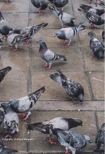 Un grupo de palomas grises de pie juntas en una calle de la ciudad de Bogotá, algunas picoteando el suelo.
