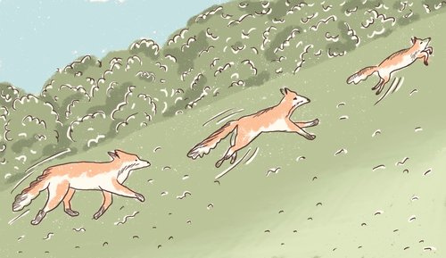 Zorro corriendo en la montaña