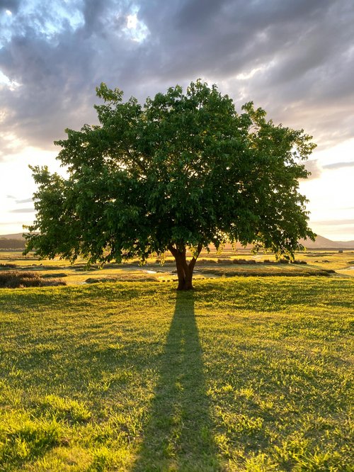 Un árbol en el atardecer