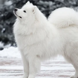 Avatar creador Rodrigo  Piraquive Tellez